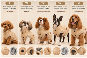 The Dachshund Winter Coat